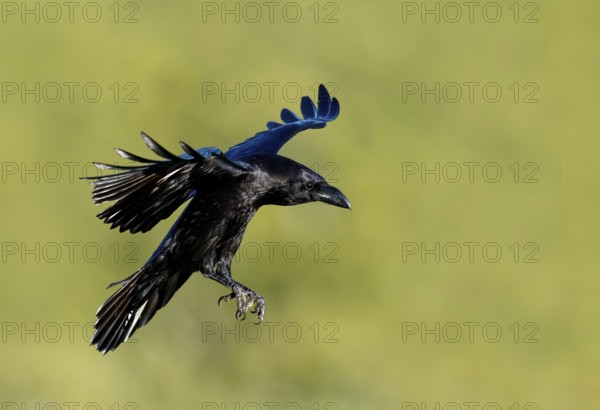 Raven (Corvus corax), flight, Extremadura, Spain