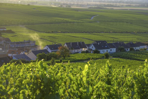 View of the village in the foreground Vineyards, Verzenay, Marne, France