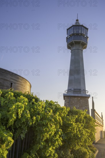 Vines and the lighthouse of, Verzenay, Marne, France