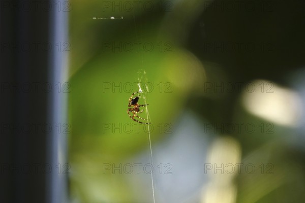 Spider building her web, summer, Germany
