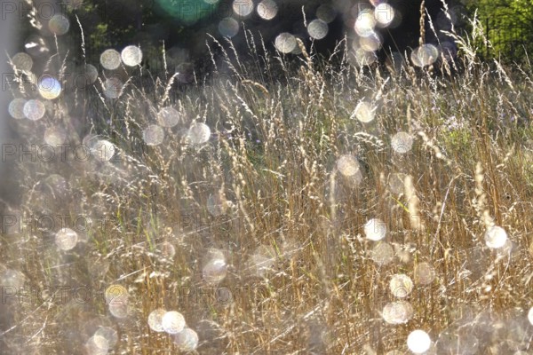Grasses with beautiful bokeh, summer, Germany