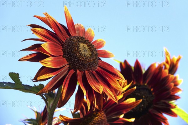 Red sunflower, summer, Germany