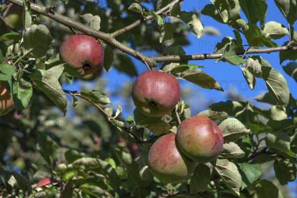 Ripe apples (Malus), on the tree, Franconia, Bavaria, Germany