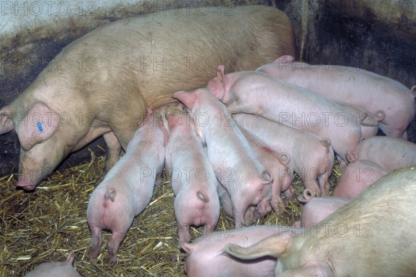Piglets (Sus scrofa domesticus) suckling with their mother sow, Franconia, Bavaria, Germany