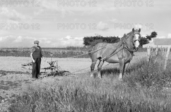 French farmer with horse in the field, historical photograph from the 1970s, black and white, Vandeé, France