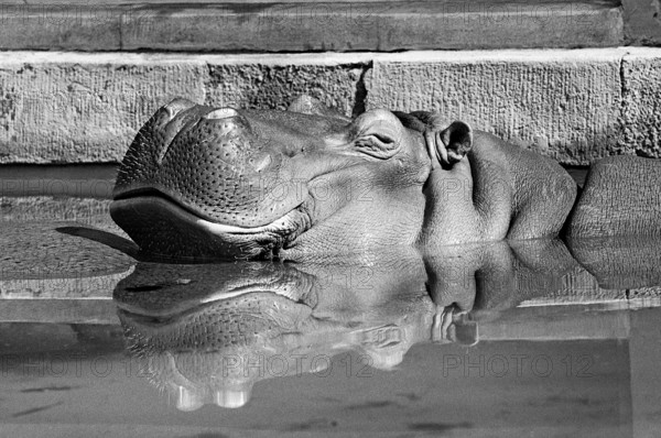 Hippopotamus (Hippopotamus amphibius) reflected in the water basin, Nuremberg Zoo, black and white, Nuremberg, Middle Franconia, Bavaria, Germany