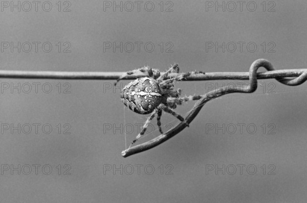 Cross spider (Araneus) on a wire fence, black and white, Bavaria, Germany