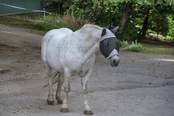 Mould with a fly mask on a riding stable, Franconia, Bavaria, Germany