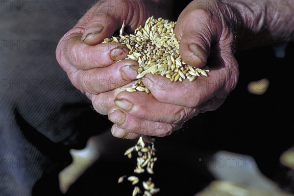 Grains in the hands of a farmer, Franconia, Bavaria, Germany