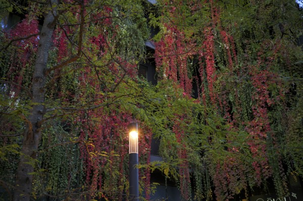 Windows are overgrown, climate-neutral façade greening on the new building, autumn colouring, office building of CMS Hasche Sigle, Calwer Straße, Stuttgart, Baden-Württemberg, Germany