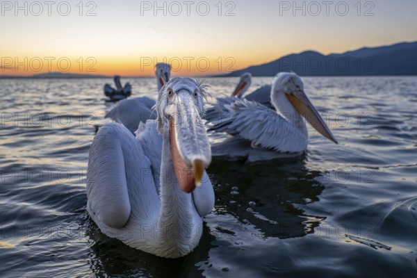 Dalmatian Pelican (Pelecanus crispus), Dalmatian Pelican, swimming, close up, in its plumage, Lake Kerkini, Greece