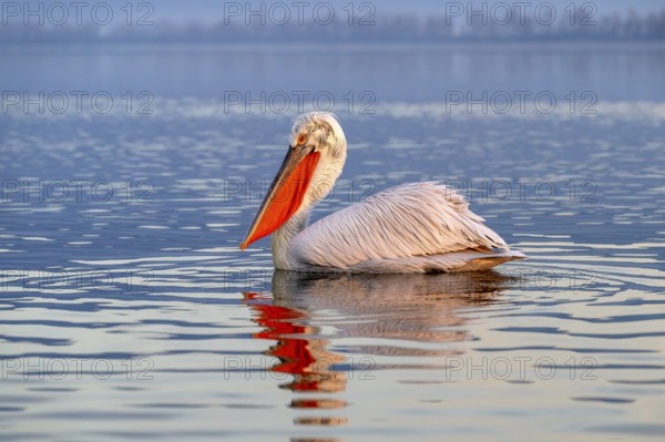 Dalmatian Pelican (Pelecanus crispus), Dalmatian Pelican, swimming, in its plumage, Lake Kerkini, Greece
