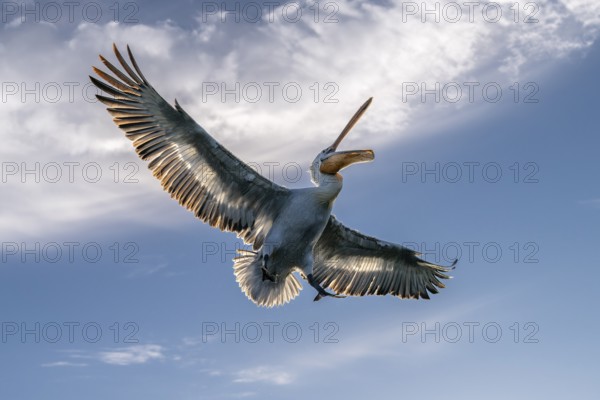 Dalmatian Pelican (Pelecanus crispus), Dalmatian Pelican, flying, Lake Kerkini, Greece