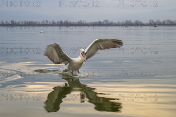 Dalmatian Pelican (Pelecanus crispus), Dalmatian Pelican, landing, long exposure, Lake Kerkini, Greece