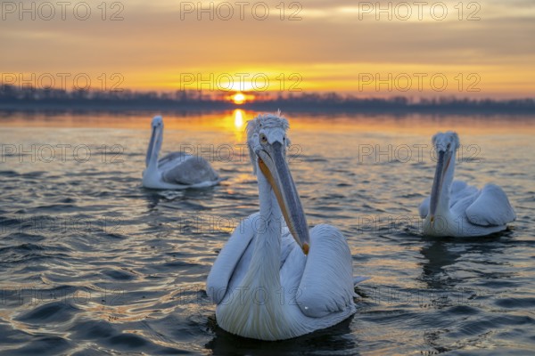 Dalmatian Pelican (Pelecanus crispus), Dalmatian Pelican, swimming at sunrise, Lake Kerkini, Greece