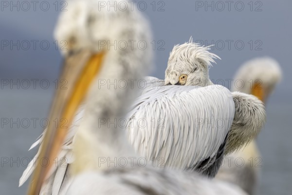 Dalmatian Pelican (Pelecanus crispus), Dalmatian Pelican, roosting, close up, in its plumage, Lake Kerkini, Greece