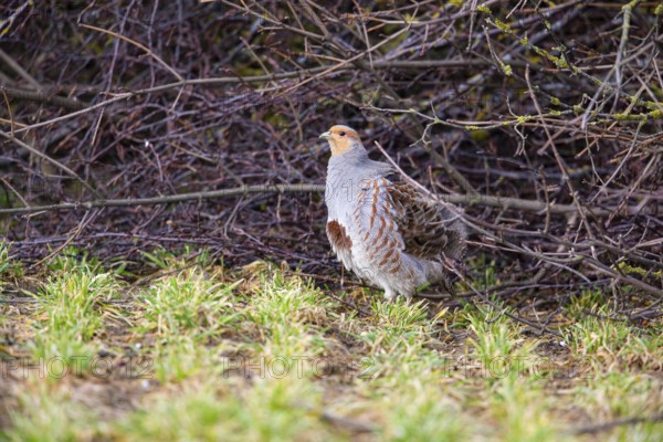 Grey partridge (Perdix perdix) Germany