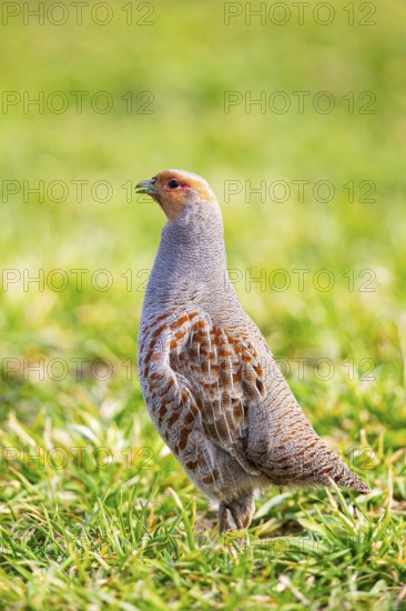 Grey partridge (Perdix perdix) Germany