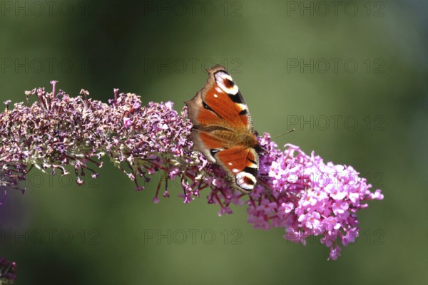 Peacock butterfly, summer, Germany