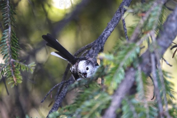 Long-tailed tit in a tree, summer, Germany