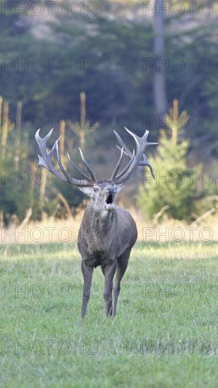 Red deer (Cervus elaphus) during the rutting season, a large stag roaring in a forest clearing, wildlife, autumn, Sauerland, North Rhine-Westphalia, Germany