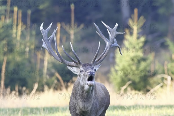 Red deer (Cervus elaphus) during the rutting season, a large stag roaring in a forest clearing, animal portrait, wildlife, autumn, Sauerland, North Rhine-Westphalia, Germany