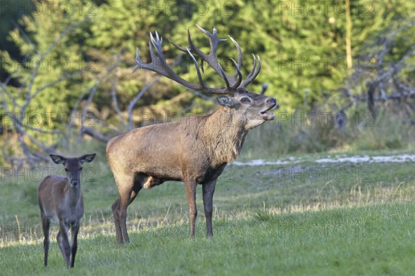 Red deer (Cervus elaphus) during the rutting season, a large stag roaring in a forest clearing, wildlife, autumn, Sauerland, North Rhine-Westphalia, Germany
