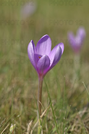 Autumn crocus (Colchicum autumnale), half-opened flowers in a meadow, endangered, protected poisonous plant species, native nature, wet meadow, autumn messenger, season, autumn, bulbous plant, poisonous plant, Wilnsdorf, North Rhine-Westphalia, Germany