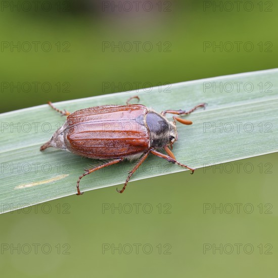 Wood cockchafer (Melolontha hippocastani), male, walking on a leaf of a broad-leaved bulrush (Typha latifolia), Wilnsdorf, North Rhine-Westphalia, Germany
