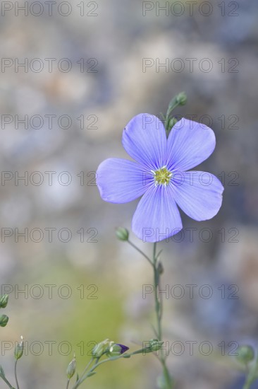 Flax (Linum usitatissimum), blue flower, medicinal plant, Wilnsdorf, North Rhine-Westphalia, Germany