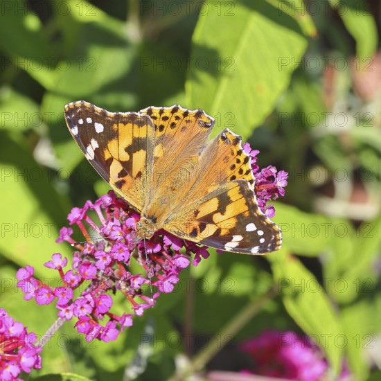 Thistle butterfly (Vanessa cardui) on a Buddleja davidii flower, Wilnsdorf, North Rhine-Westphalia, Germany