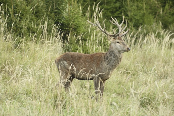 Red deer (Cervus elaphus) rutting stag in tall grass, Allgäu, Bavaria, Germany, Allgäu, Bavaria, Germany