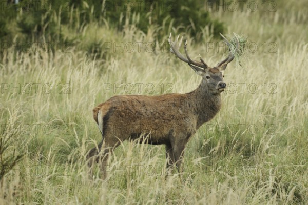 Red deer (Cervus elaphus) rutting stag with wire mesh in left antler bar secured in high grass, Allgäu, Bavaria, Germany, Allgäu, Bavaria, Germany