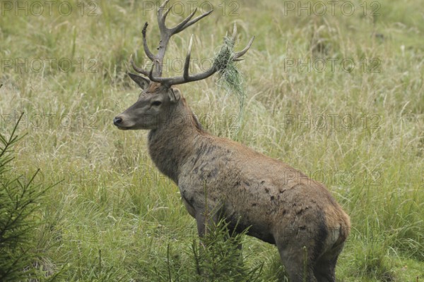 Red deer (Cervus elaphus) rutting stag with wire in left antler rod, Allgäu, Bavaria, Germany, Allgäu, Bavaria, Germany