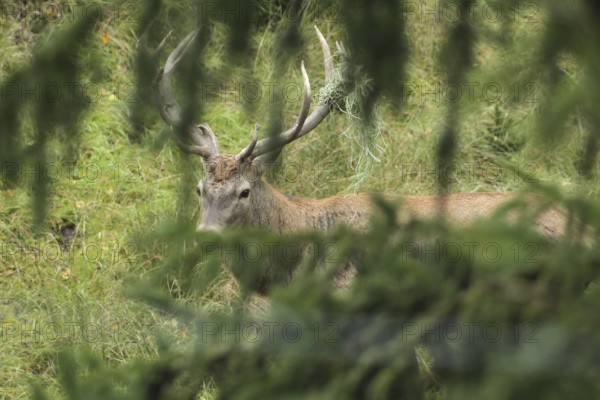Red deer (Cervus elaphus) rutting stag with wire in left antler bar, secured between spruce branches, Allgäu, Bavaria, Germany, Allgäu, Bavaria, Germany
