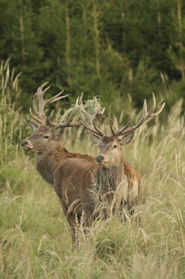 Red deer (Cervus elaphus) rutting deer, the rear one with wire in left antler bar, secure in high grass, Allgäu, Bavaria, Germany, Allgäu, Bavaria, Germany