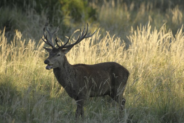 Red deer (Cervus elaphus) rutting deer eating green apple in tall grass, Allgäu, Bavaria, Germany, Allgäu, Bavaria, Germany