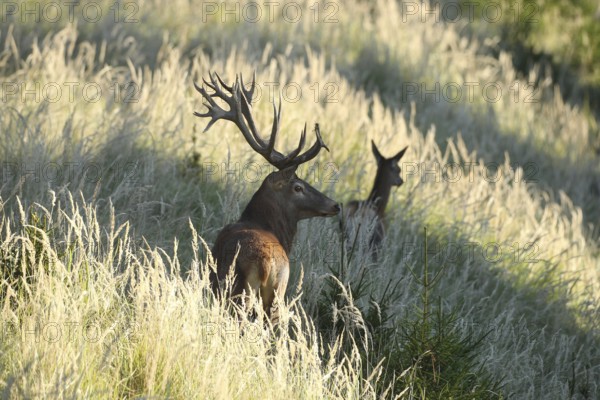Red deer (Cervus elaphus) strong stag follows cow during the rut through the high grass, Allgäu, Bavaria, Germany, Allgäu, Bavaria, Germany