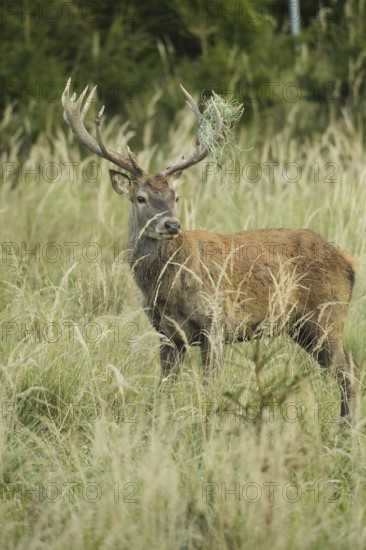 Red deer (Cervus elaphus) rutting stag with wire in left antler rod, secured in high grass, Allgäu, Bavaria, Germany, Allgäu, Bavaria, Germany