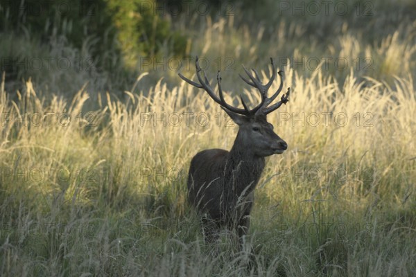 Red deer (Cervus elaphus) rutting deer secured in tall grass, Allgäu, Bavaria, Germany, Allgäu, Bavaria, Germany