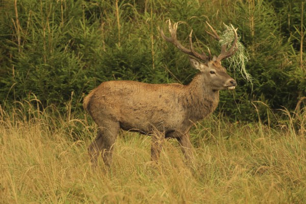 Red deer (Cervus elaphus) rutting stag with wire in left antler bar, secured in tall grass in the evening light, Allgäu, Bavaria, Germany, Allgäu, Bavaria, Germany