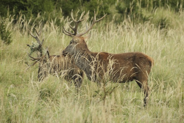 Red deer (Cervus elaphus) rutting deer, the left one with wire in left antler bar, being licked by another deer, Allgäu, Bavaria, Germany, Allgäu, Bavaria, Germany