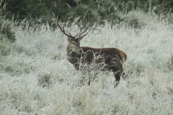 Red deer (Cervus elaphus) rutting deer in hoarfrost, secured in tall grass, Allgäu, Bavaria, Germany, Allgäu, Bavaria, Germany