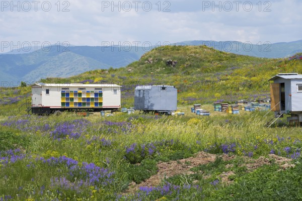 A rural scene with colourful bee carts and fields of flowers against a mountainous background, beekeeper, near Fantan, Kotayk province, Kotayk, Armenia