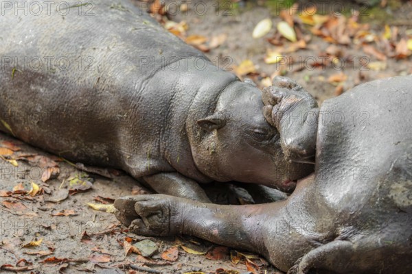 A female pygmy hippopotamus (Choeropsis liberiensis) nurses its calf. Liberia, West-Afrika
