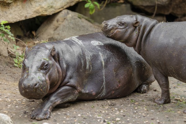 A female pygmy hippopotamus (Choeropsis liberiensis) stands next to its mother. Liberia, West Africa
