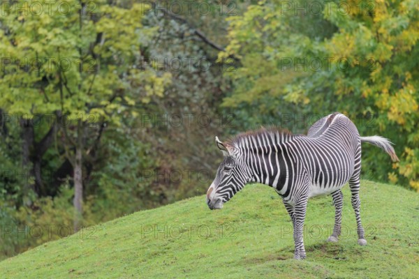 A Grévy's zebra (Equus grevyi) stands in a green meadow in hilly terrain. Botswana