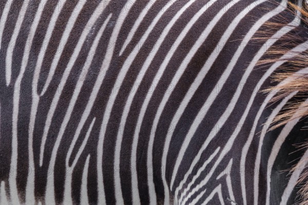 Pattern of a Grévy's zebra (Equus grevyi) fur. Botswana