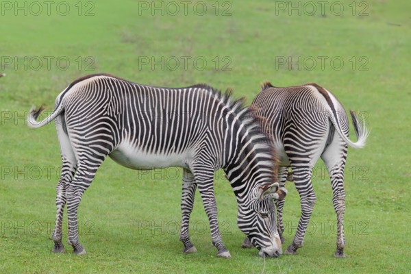 Two Grévy's zebras (Equus grevyi) graze in a green meadow. Botswana
