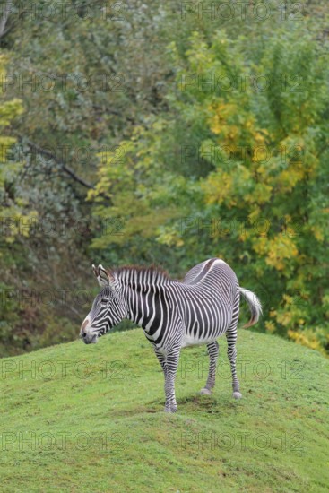 A Grévy's zebra (Equus grevyi) stands in a green meadow in hilly terrain. Botswana